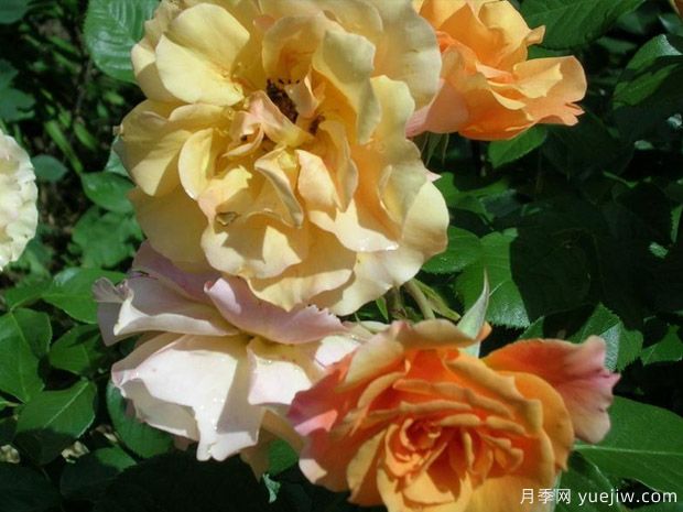 龙舌兰玫迪兰月季/龙舌兰酒月季Tequila Meidiland(图2)