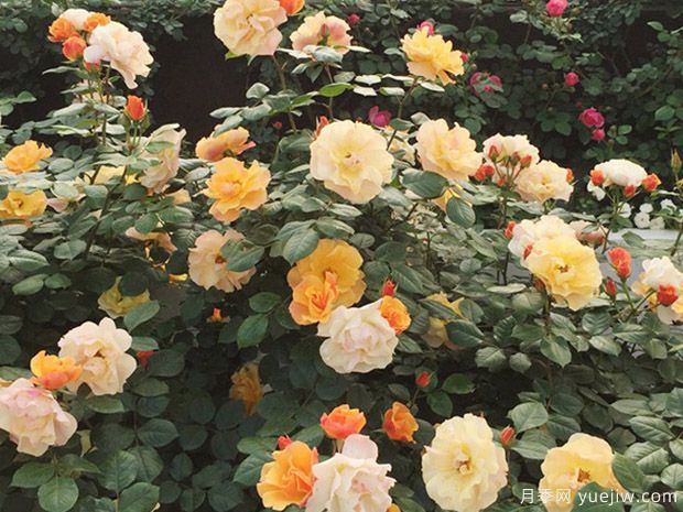 龙舌兰玫迪兰月季/龙舌兰酒月季Tequila Meidiland(图3)