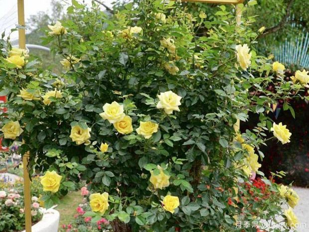 阳光玫迪兰月季Sunny Meidiland(图2)