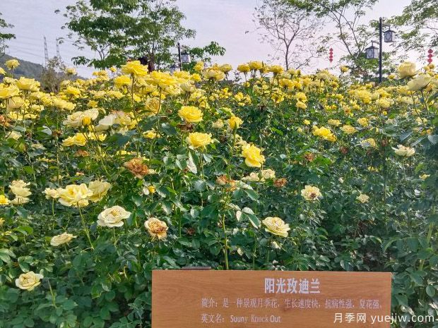 阳光玫迪兰月季Sunny Meidiland(图3)