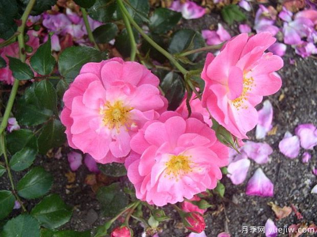 魔术玫迪兰月季/魔术梅迪兰(图3)