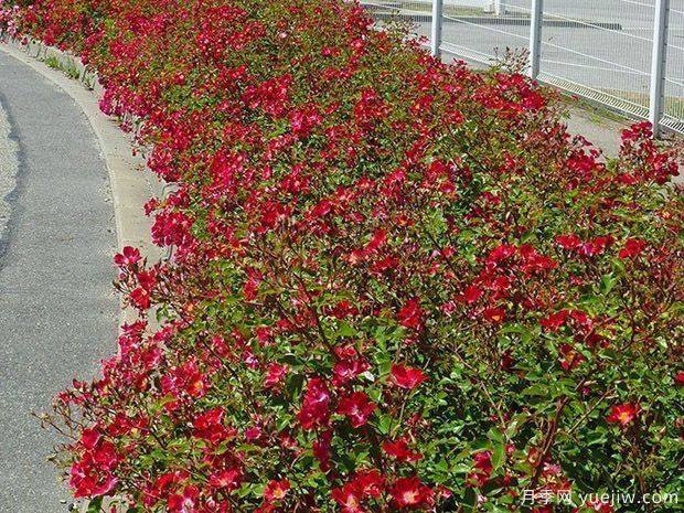 红色玫迪兰月季/红色玫兰Rouge Meidiland(图1)