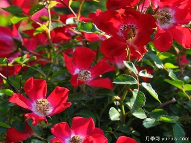 红色玫迪兰月季/红色玫兰Rouge Meidiland(图2)