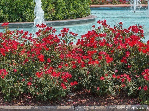 美思泰月季/美思泰玫迪兰(图2) 美思泰月季/美思泰玫迪兰月季Meishitai(图2)