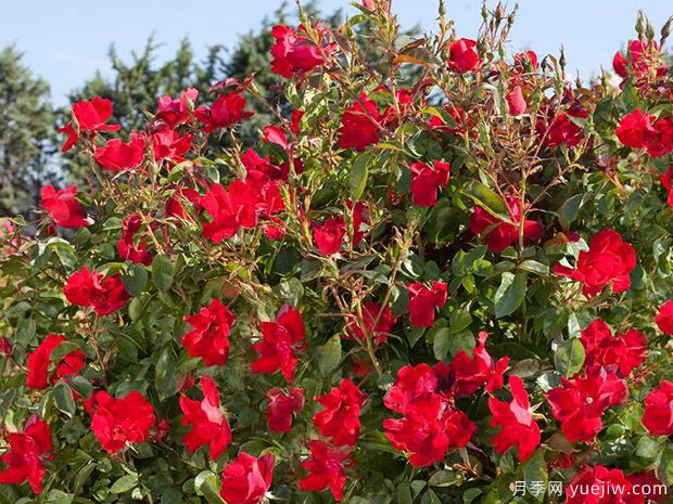 美思泰月季/美思泰玫迪兰(图3) 美思泰月季/美思泰玫迪兰月季Meishitai(图3)