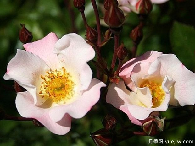 宾果玫迪兰月季Bingo Meidiland(图1)