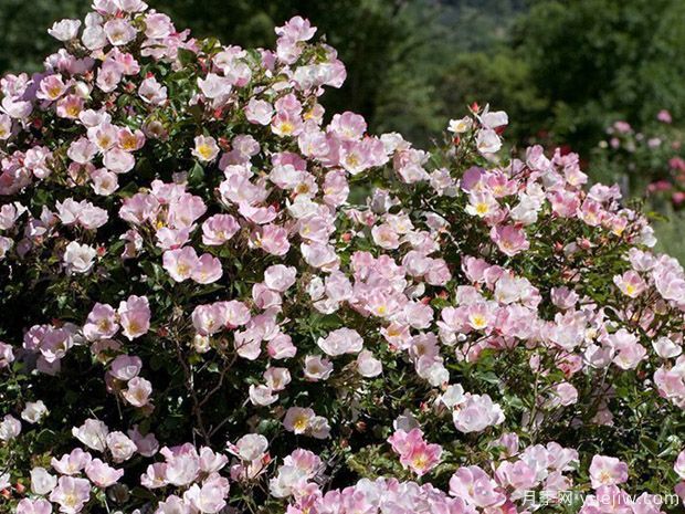 宾果玫迪兰月季Bingo Meidiland(图2)