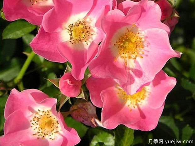 宾果玫迪兰月季Bingo Meidiland(图3)