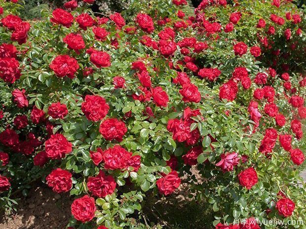14个耐寒月季品种,东北户外可自然越冬(图1) 14个耐寒月季品种,东北户外可自然越冬(图1)