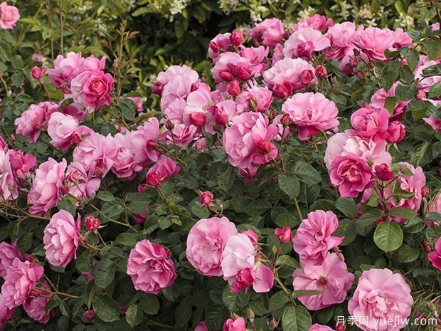 黛博拉月季/黛博拉玫迪兰月季Deborah Meillandecor(图4)