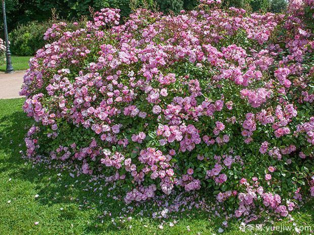 薰衣草玫迪兰月季/路易布莱里奥月季Lavender Meidiland(图3)