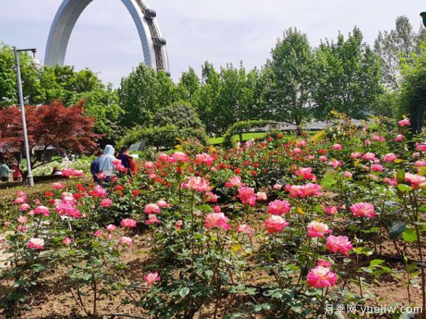 常州月季市花文化和月季景观(图2)