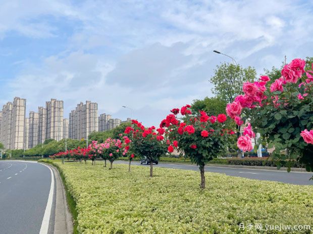 常州月季市花文化和月季景观(图3)