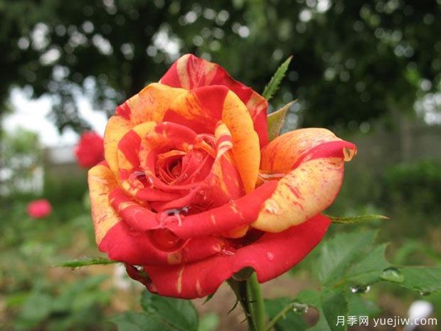 柑橘柠檬月季(图1) 柑橘柠檬月季(图1)