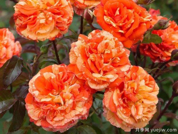 柑橘柠檬月季(图2) 柑橘柠檬月季(图2)