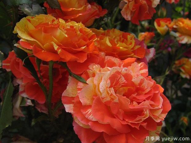 柑橘柠檬月季(图5) 柑橘柠檬月季(图5)