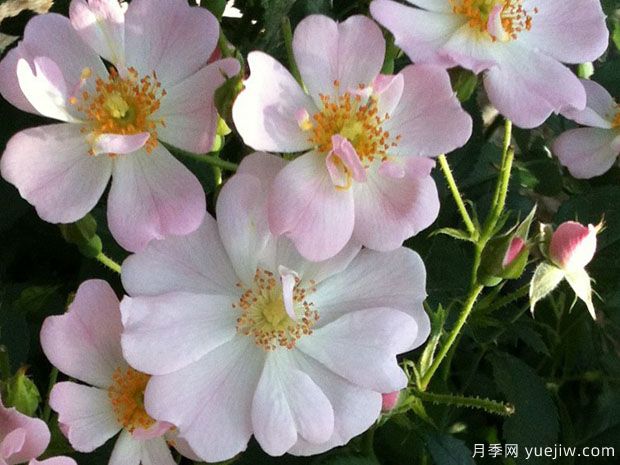 星空月季(图1) 星空月季(图1)