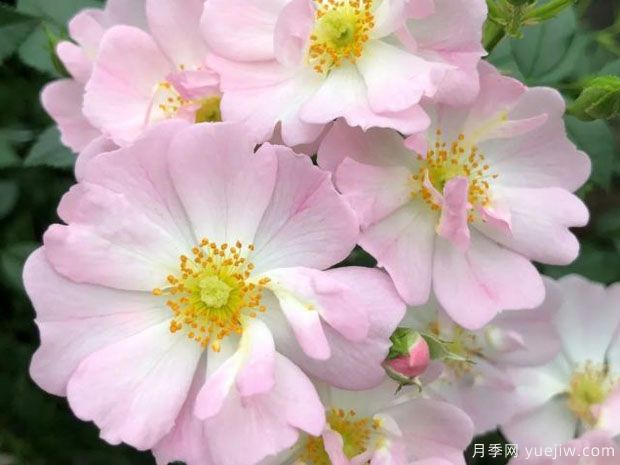 星空月季(图2) 星空月季(图2)