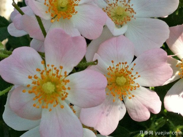 星空月季(图3) 星空月季(图3)