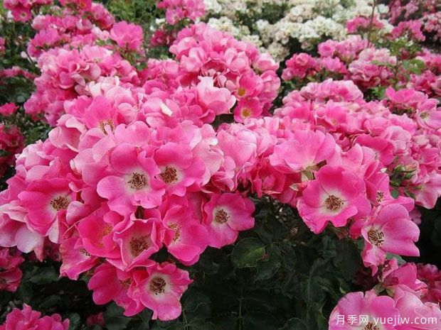 友好紫色月季(图2)