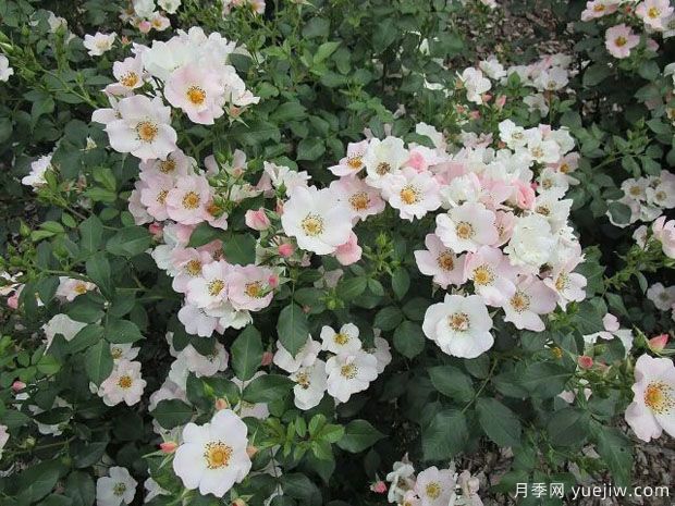 友好甜蜜月季(图1) 友好甜蜜月季(图1)