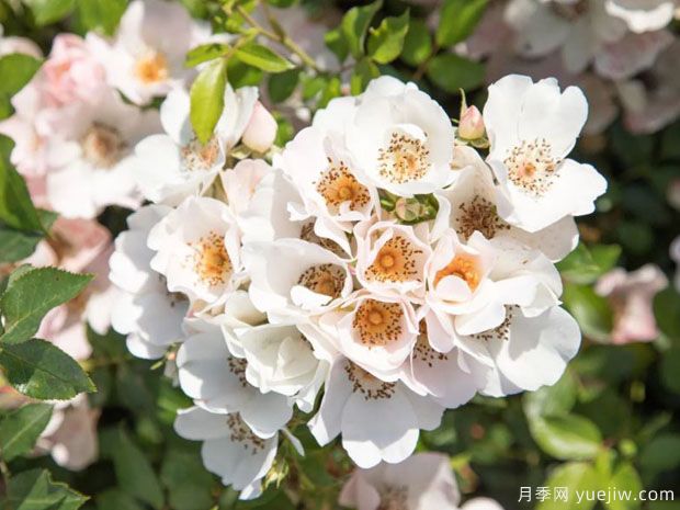 友好甜蜜月季(图2) 友好甜蜜月季(图2)