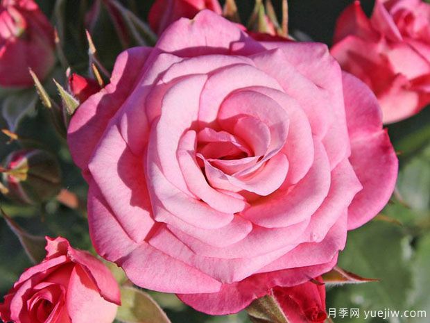 谢妮娅月季(图1) 谢妮娅月季(图2)