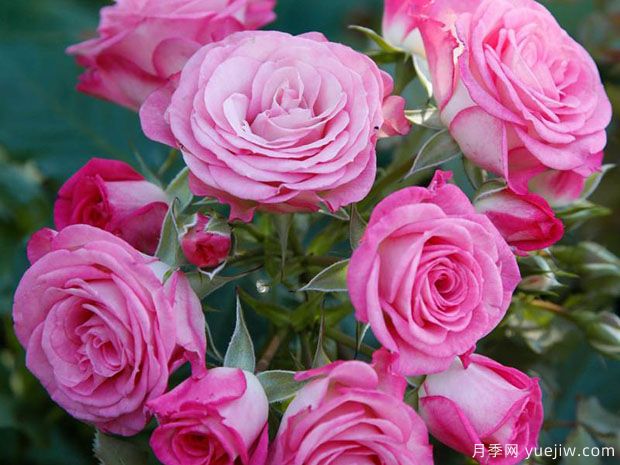 谢妮娅月季(图2) 谢妮娅月季(图1)