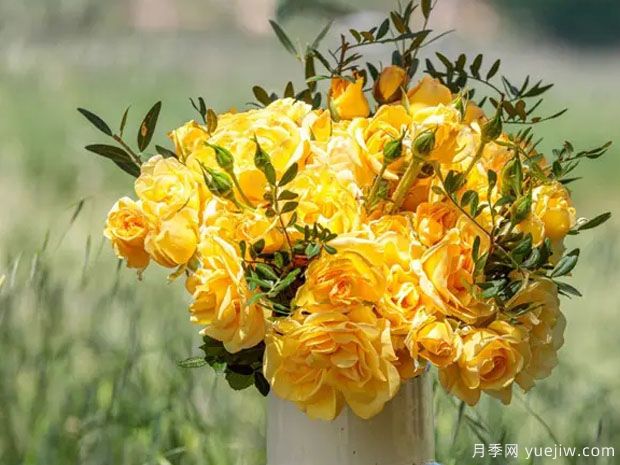 金纱裙月季(图2) 金纱裙月季(图2)