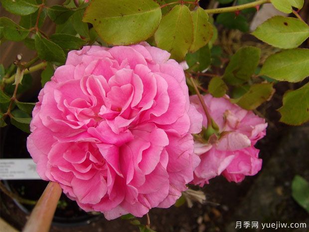 佩斯玫瑰月季/帕斯玫瑰月季(图3) 佩斯玫瑰月季/帕斯玫瑰月季(图3)