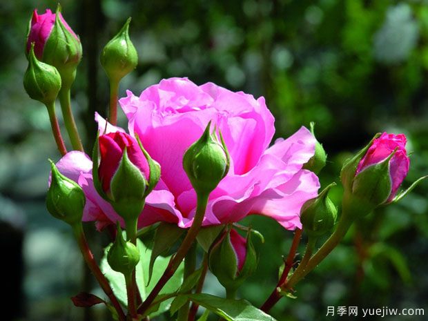 佩斯玫瑰月季/帕斯玫瑰月季(图4) 佩斯玫瑰月季/帕斯玫瑰月季(图4)