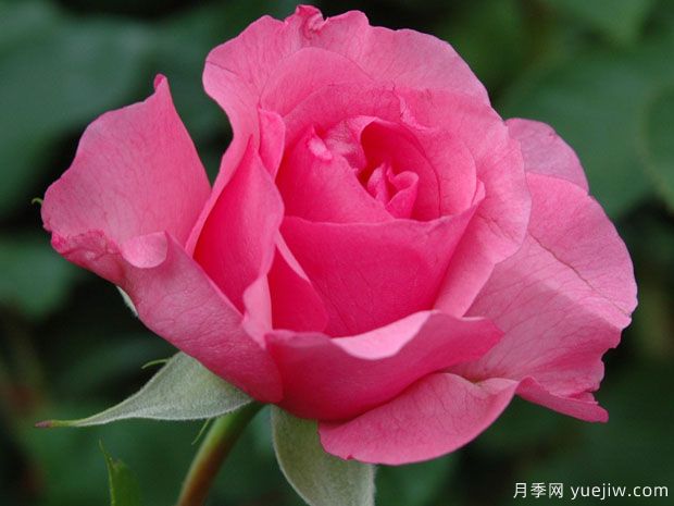 佩斯玫瑰月季/帕斯玫瑰月季(图1) 佩斯玫瑰月季/帕斯玫瑰月季(图1)