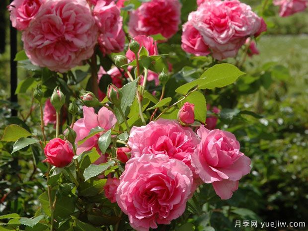 佩斯玫瑰月季/帕斯玫瑰月季(图2) 佩斯玫瑰月季/帕斯玫瑰月季(图2)