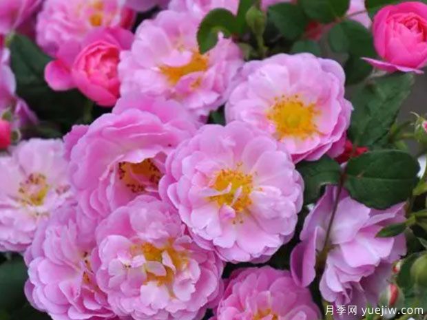 摇篮曲月季(图1) 摇篮曲月季(图1)