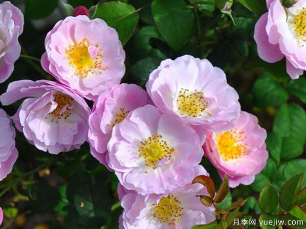 摇篮曲月季(图2) 摇篮曲月季(图2)