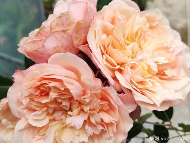 灯火月季/光明月季(日本)(图1) 灯火月季/光明月季(日本)(图1)