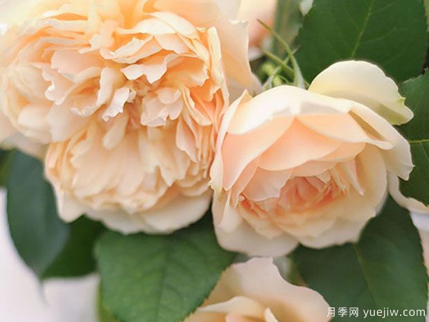 灯火月季/光明月季(日本)(图2) 灯火月季/光明月季(日本)(图2)