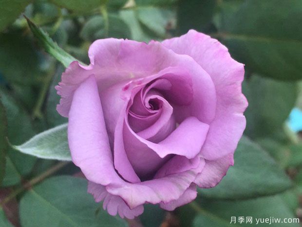 喝彩月季(图2) 喝彩月季(图2)