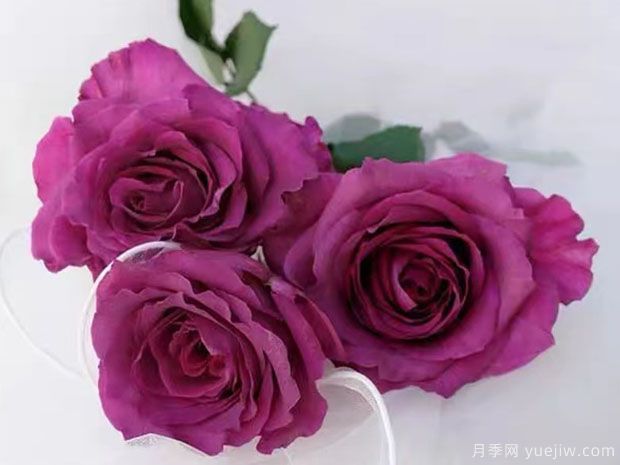 蓝妈咪月季/蓝色妈妈月季/玛米蓝月季(图3) 玛米蓝月季/蓝妈咪/蓝色妈妈(图3)