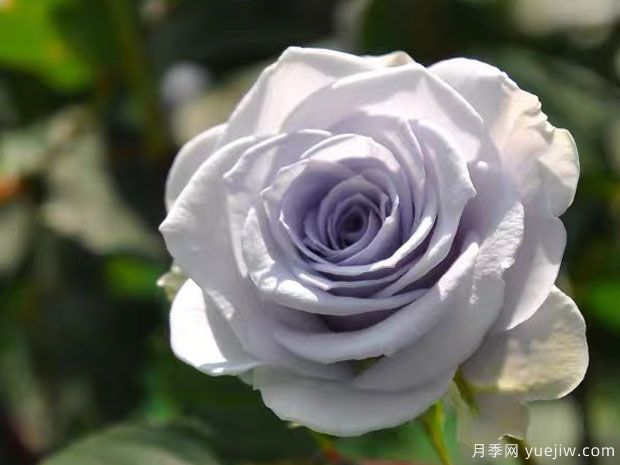 蓝色引力月季Blue Gravity(图1)