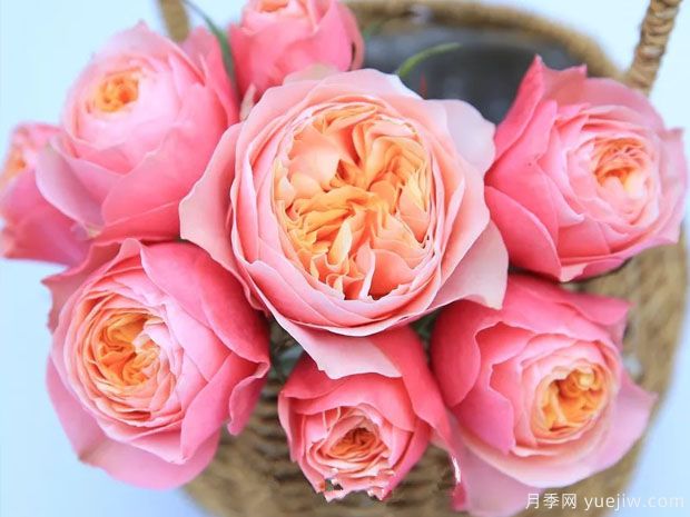 浪漫珊瑚心月季(图2) 浪漫珊瑚心月季/浪漫呼呼塞拉(图2)