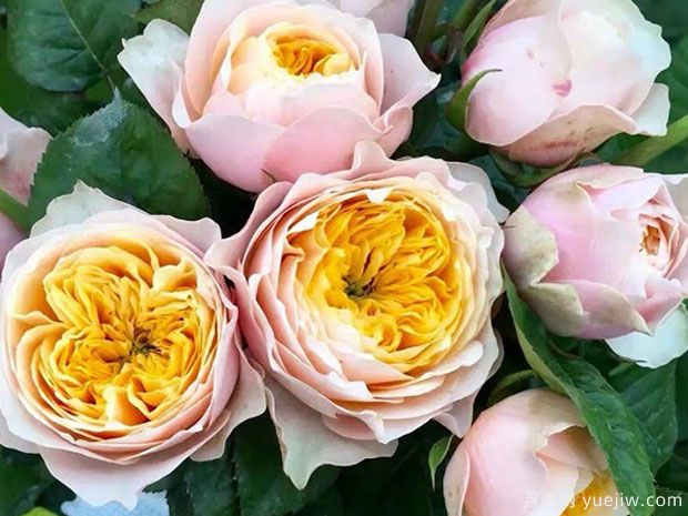 浪漫珊瑚心月季(图3) 浪漫珊瑚心月季/浪漫呼呼塞拉(图3)