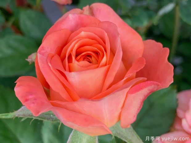 金牛座月季的优缺点是什么？(图1)