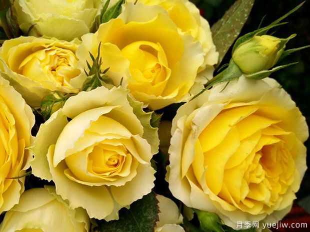 天秤座月季Rose Terrazza Libra(图1)