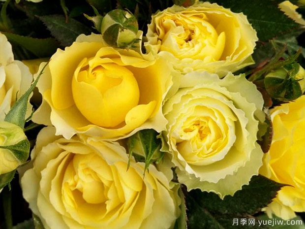 天秤座月季Rose Terrazza Libra(图2)