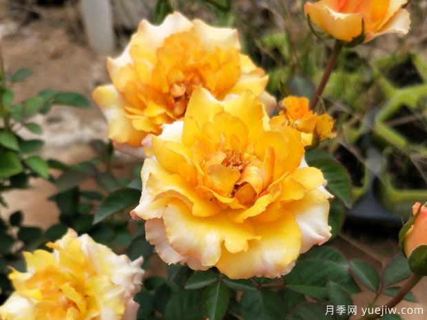 射手座月季Rose Terrazza Sagittarius(图1)