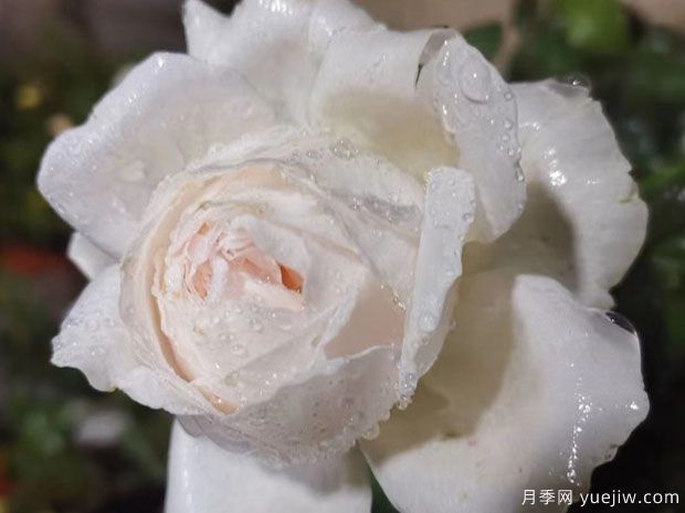 华宵月季(图3) 华宵月季(图3)