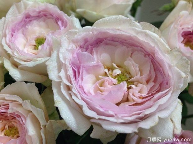 我的美人月季的优缺点是什么?(图1) 我的美人月季的优缺点是什么?(图1)