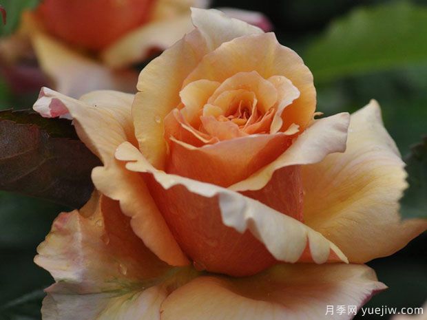 初音月季(图4) 初音月季(图4)