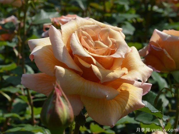 初音月季(图1) 初音月季(图1)